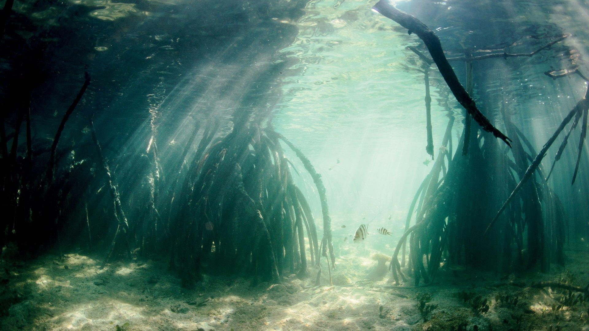 Mangrove underwater